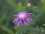 IMG_3863.CR2