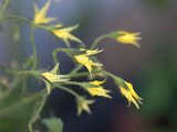 IMG_3901.CR2