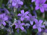 IMG_3921.CR2