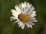 IMG_3932.CR2