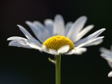 IMG_3937.CR2