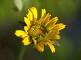 IMG_3956.CR2