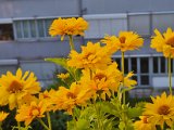 20230714_053335.jpg