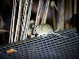 IMG_2936.jpg