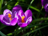 IMG_2943.jpg