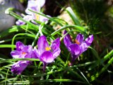 IMG_3085.jpg