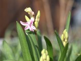 IMG_3117.CR2