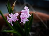 IMG_3172.jpg