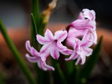 IMG_3225.jpg
