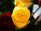 IMG_3247.jpg