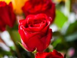 IMG_3251.jpg