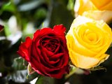 IMG_3257.jpg
