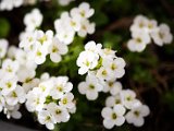 IMG_3293.jpg