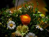 IMG_3326.jpg