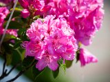 IMG_3435.jpg