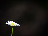 IMG_3475.jpg
