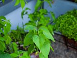 IMG_3512.jpg