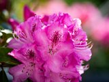 IMG_3515.jpg