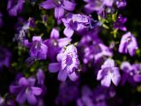 IMG_3521.jpg