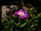 IMG_3528.jpg