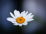 IMG_3543.jpg