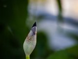 IMG_3558.jpg