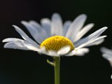 IMG_3940.CR2