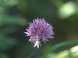 IMG_3950.CR2