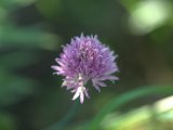 IMG_3952.CR2