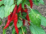 20240709_182131(0).jpg