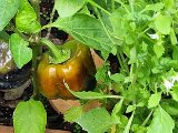 20240728_155405(0).jpg