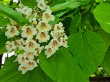 20240601_151444(0).jpg