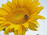 20240620_123334(0).jpg