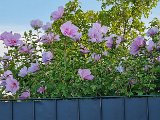 20240801_183852.jpg