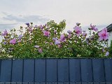 20240813_175148.jpg