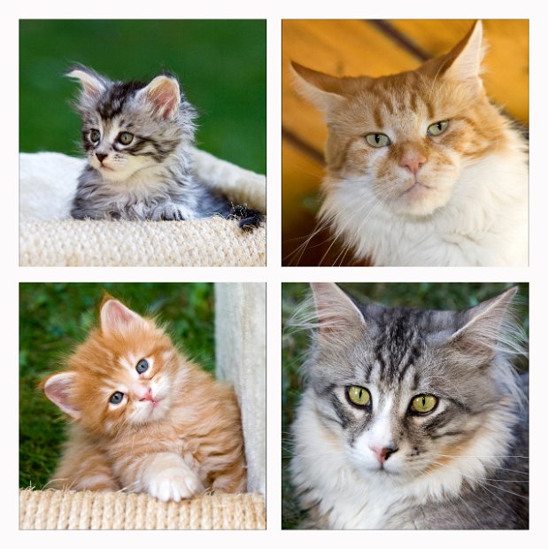 2008 09 27 CD-Cover Katzen