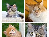 2008 09 27 CD-Cover Katzen.jpg
