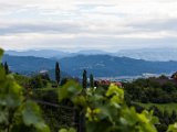 IMG_0181.jpg