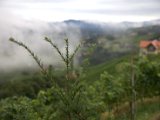 IMG_0346.CR2