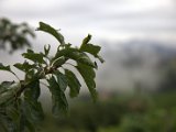 IMG_0351.CR2