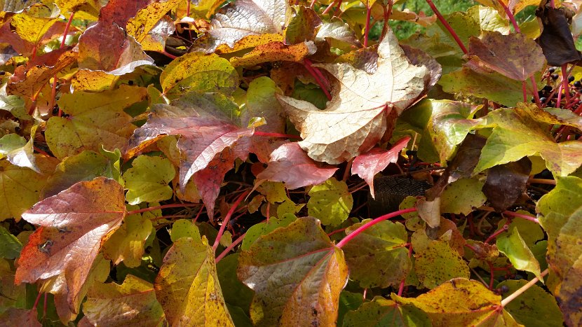 20151025_124414