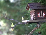 IMG_2241.CR2