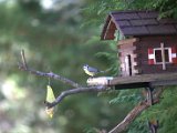 IMG_2244.CR2