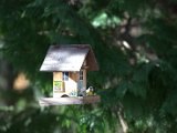 IMG_2272.CR2