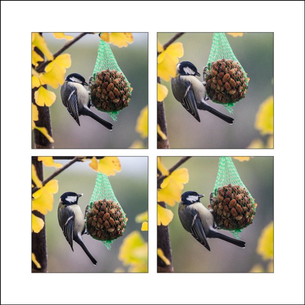 20151010_Maisen_Collage_V2_small