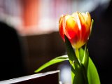 IMG_1504.jpg