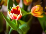 IMG_1642.jpg