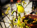 IMG_20150326_082223.jpg