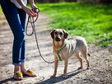 2017 04 02 Elvira Hund Bibi