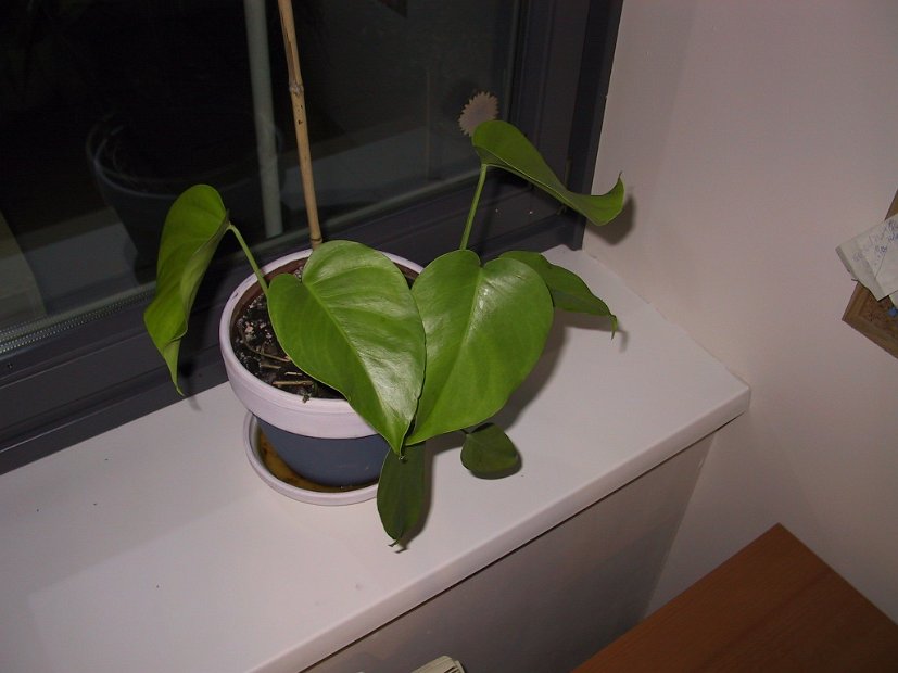2002 04 21 Img_7372